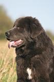 DOGUE DU TIBET 675